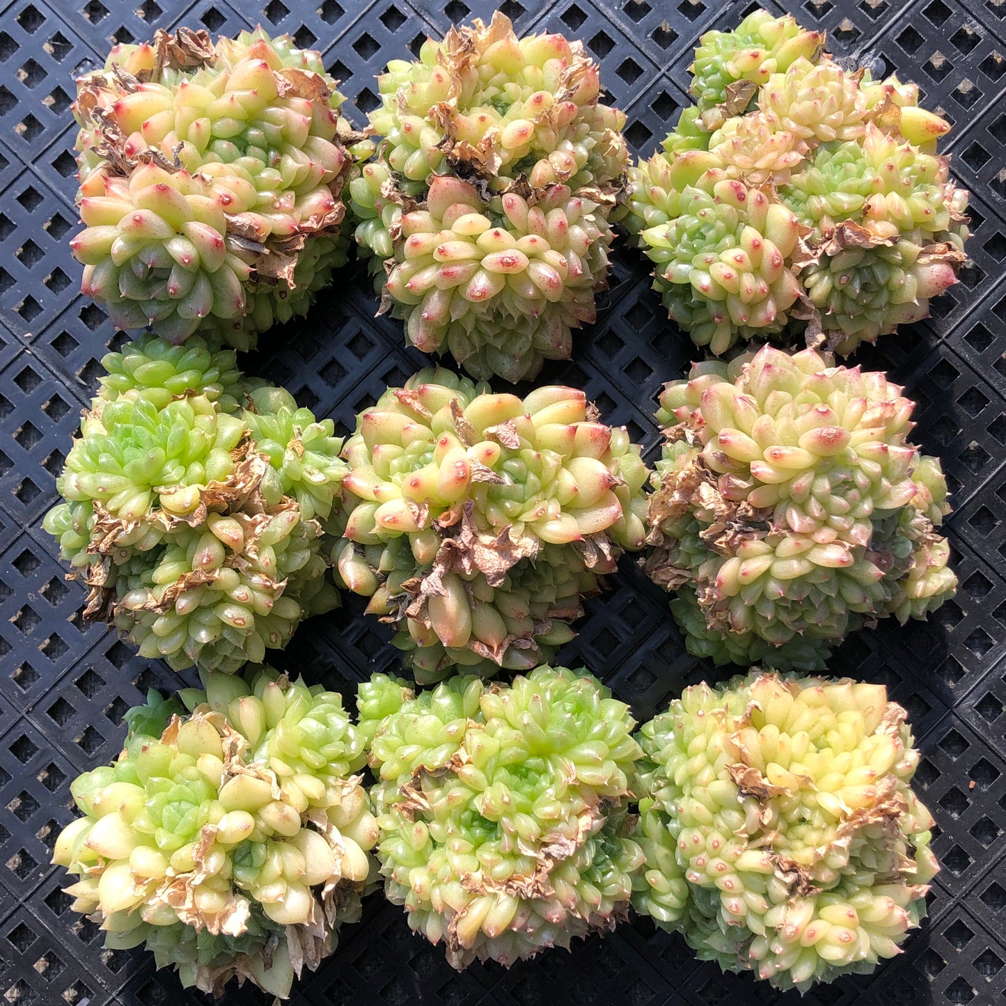 エケベリア 22506 グリーン　ダイアモンド　マルギャン 7cm pot