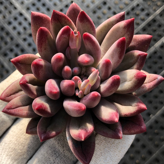 エケベリア 22155 チェリーズ 9cm pot