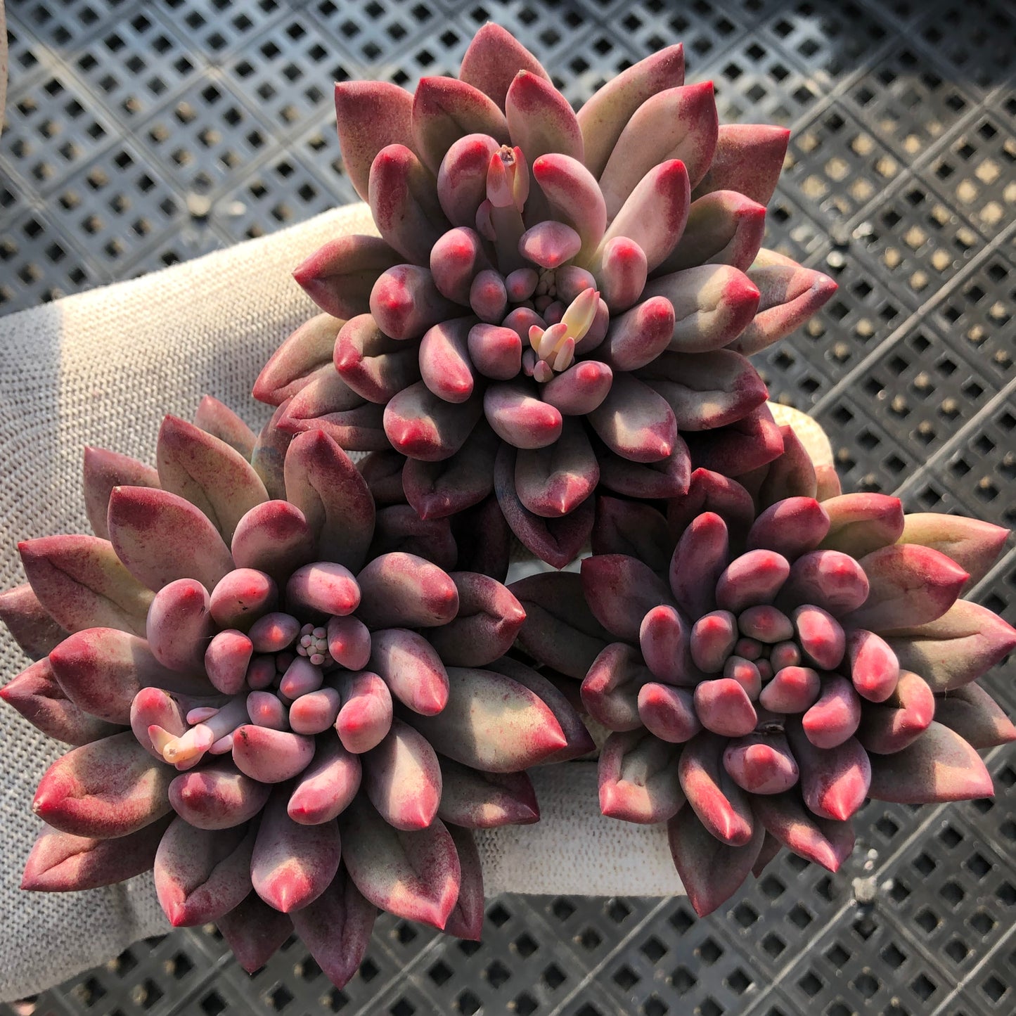 エケベリア 22155 チェリーズ 9cm pot