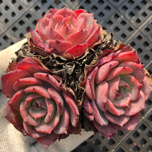 エケベリア 22895 ラウレンシス 9cm pot