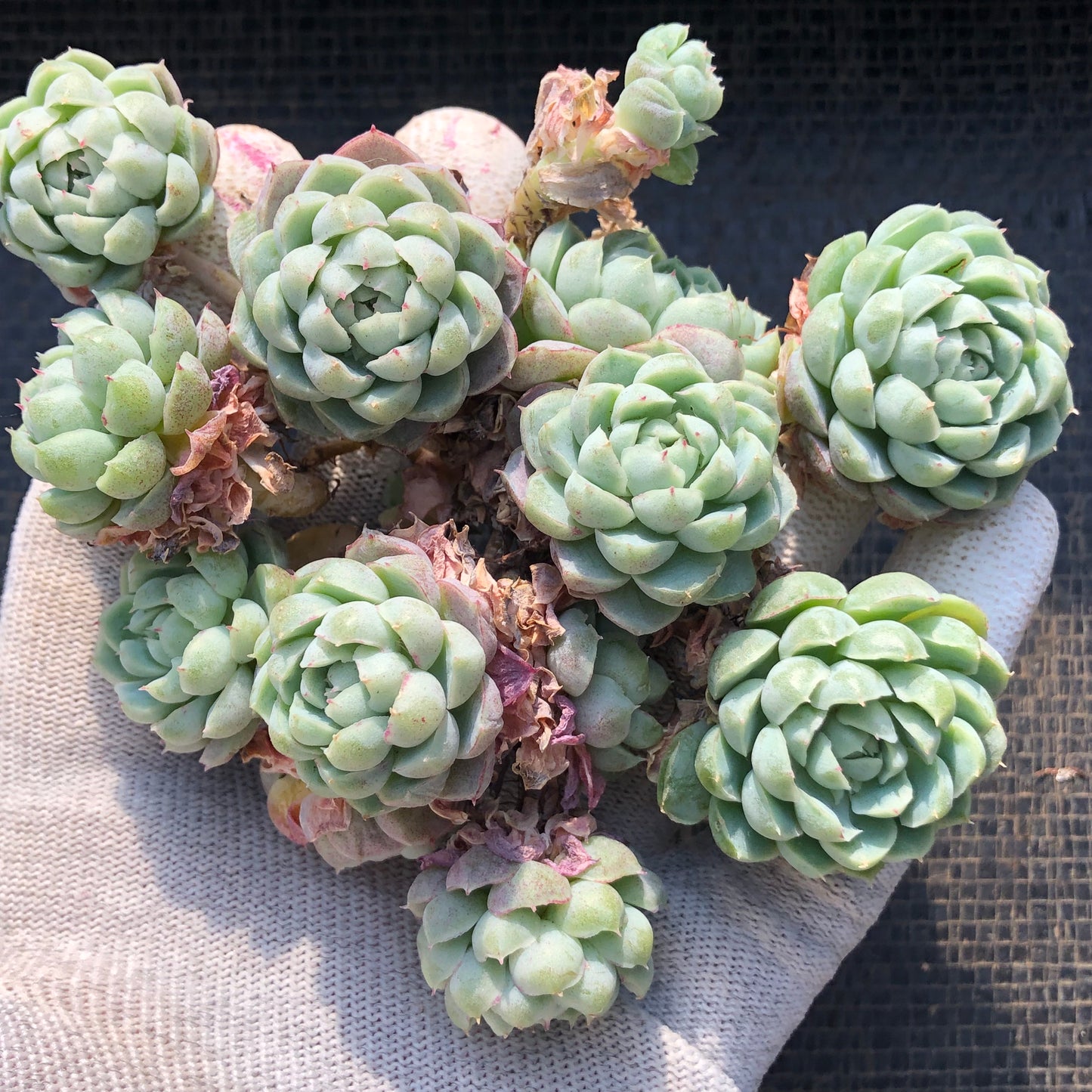 エケベリア 23380 ボールオブファット 12cm pot