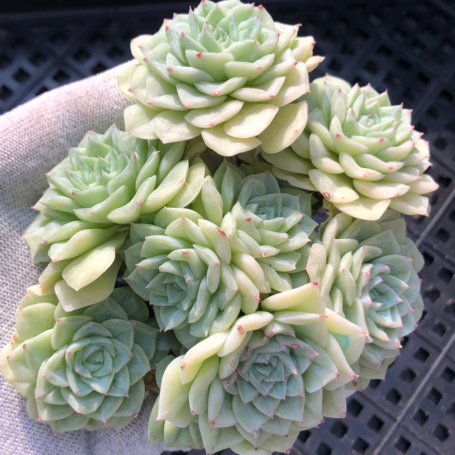 エケベリア 20050 ホワイトスワン（白鳥） 11cm pot