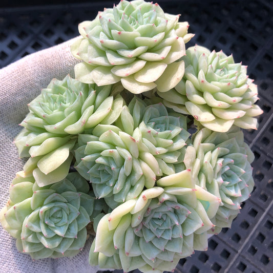 エケベリア 20050 ホワイトスワン（白鳥） 11cm pot