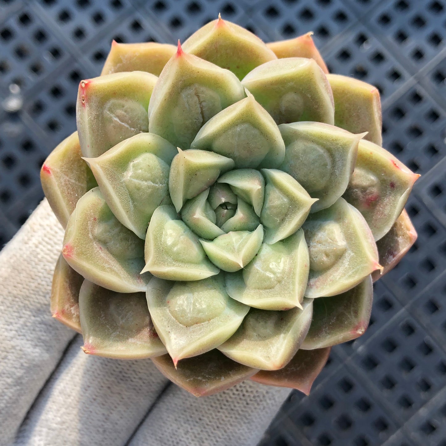 エケベリア 15417 ドクター　ストレーンジ 9cm pot