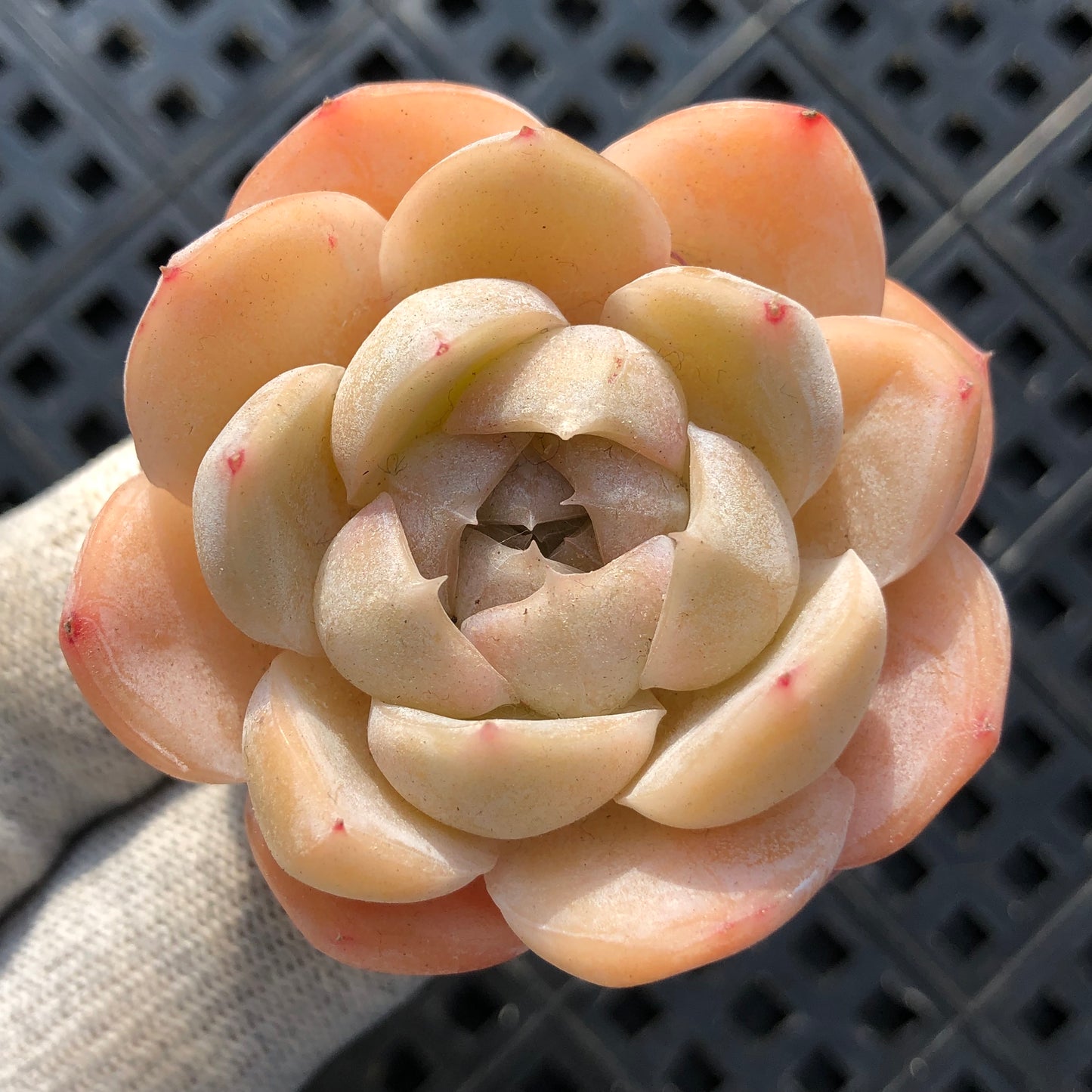 エケベリア 20698 マキアート 6.3cm pot