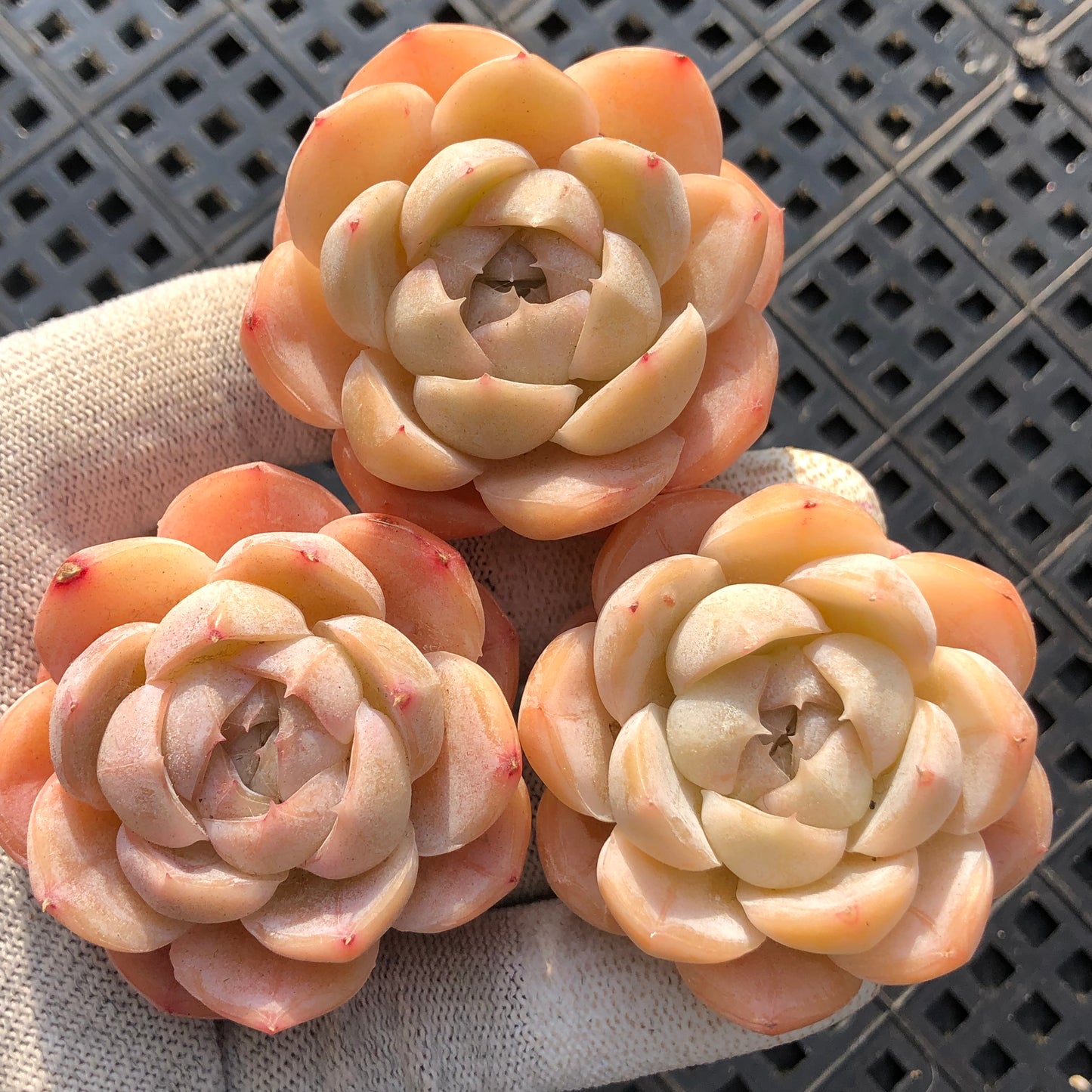 エケベリア 20698 マキアート 6.3cm pot