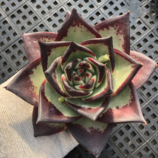 エケベリア 23194 ダーク　ロード 12cm pot