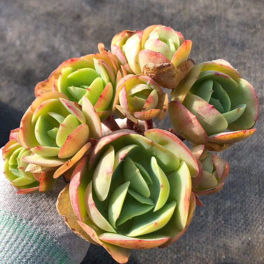 エケベリア 23632 ピーチプライド 14cm pot