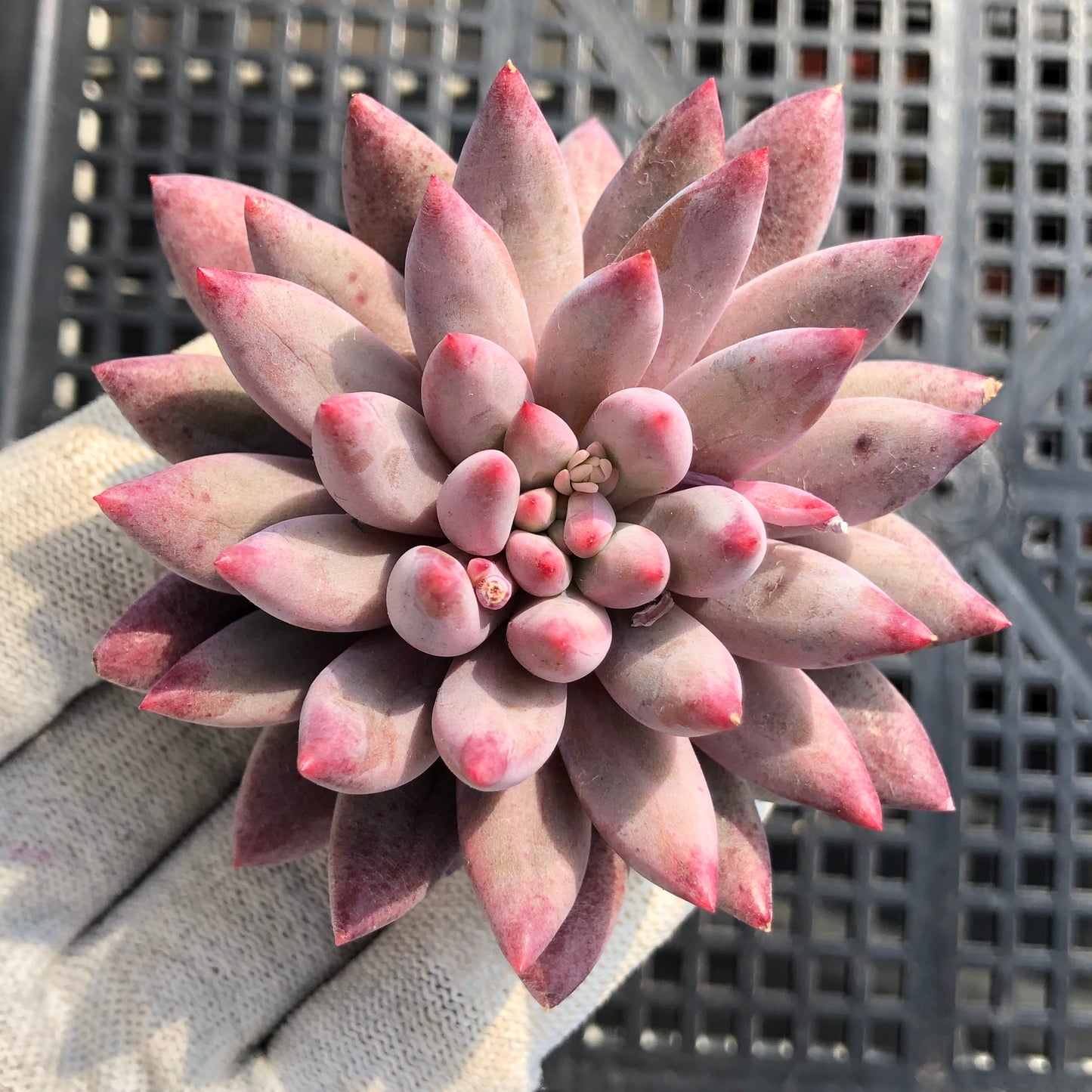 エケベリア 21783 ゴールドフィッシュ 7cm pot