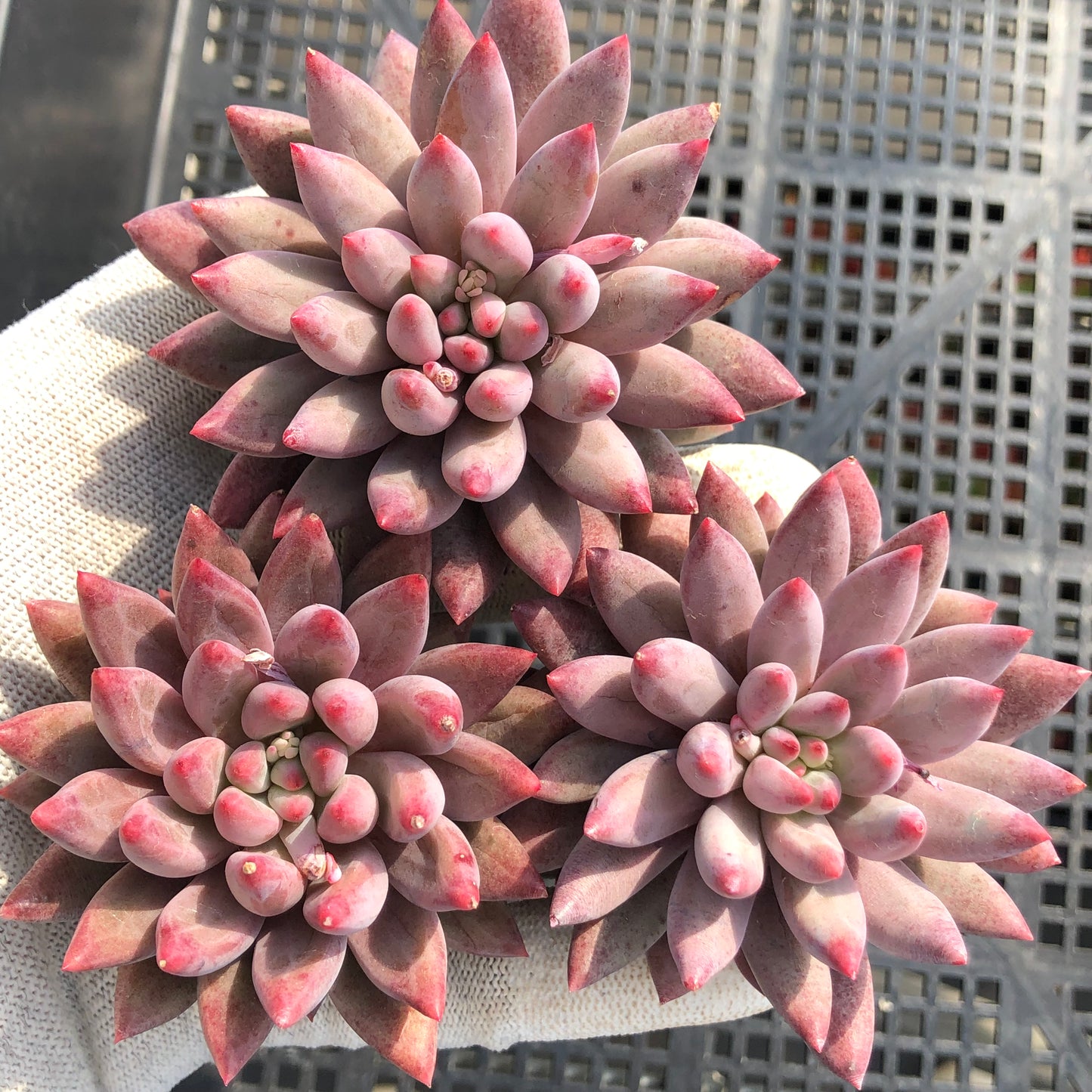 エケベリア 21783 ゴールドフィッシュ 7cm pot