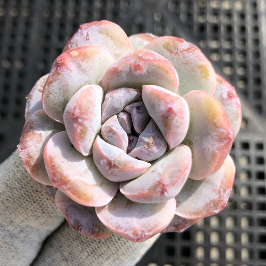 エケベリア 23936 ワイト　フロスティング 7cm pot