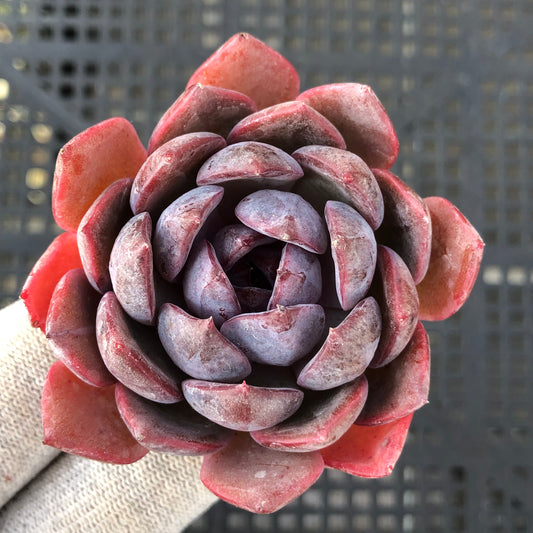 エケベリア 21550 チーズブルーベリー 7cm pot