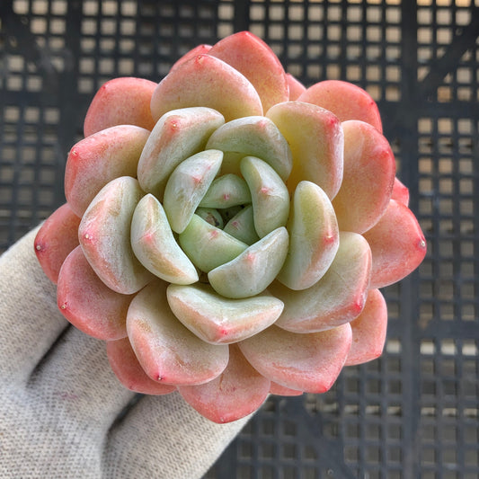 エケベリア 20792 シック　モンロー 7cm pot