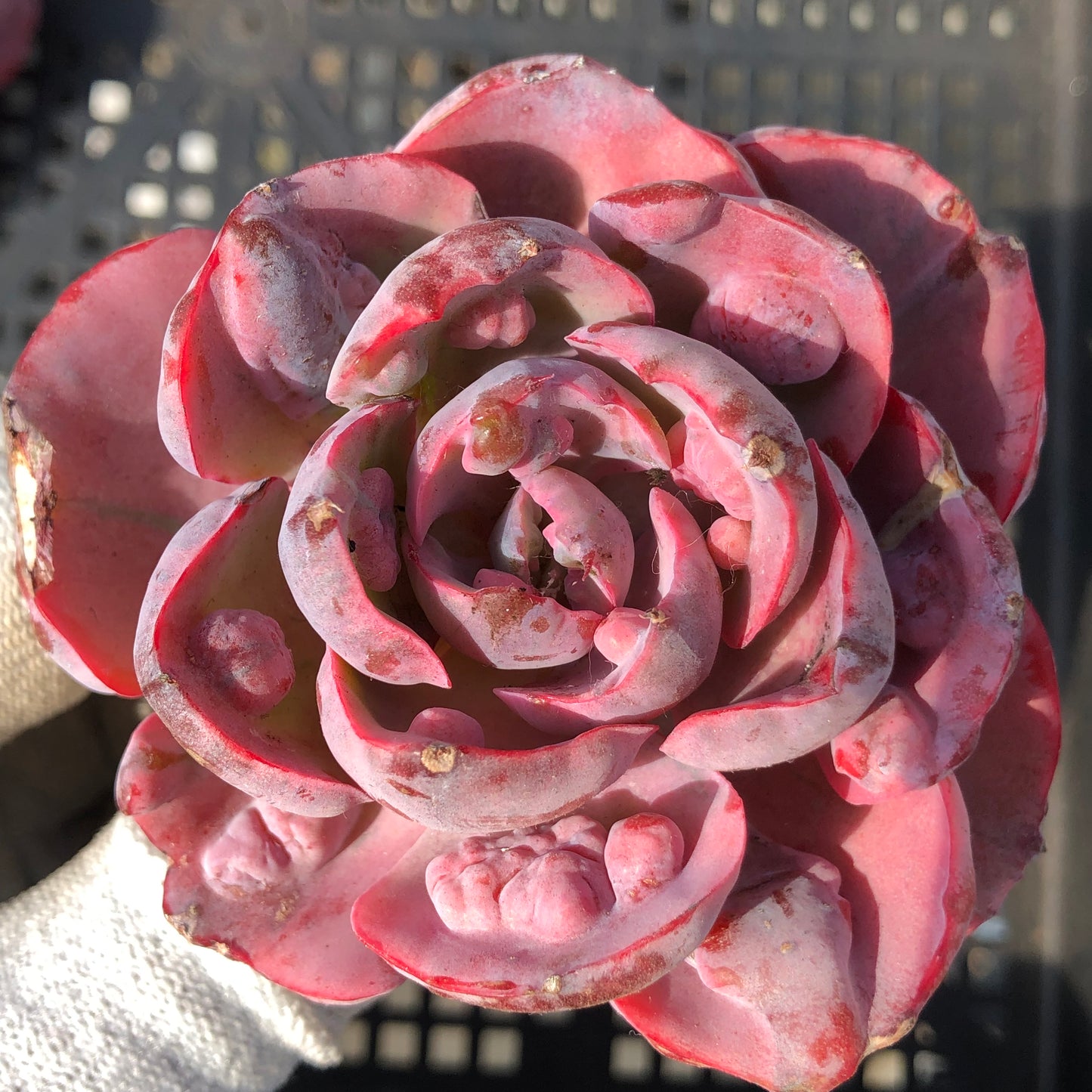 エケベリア 6433 レインドロップス錦 11cm pot