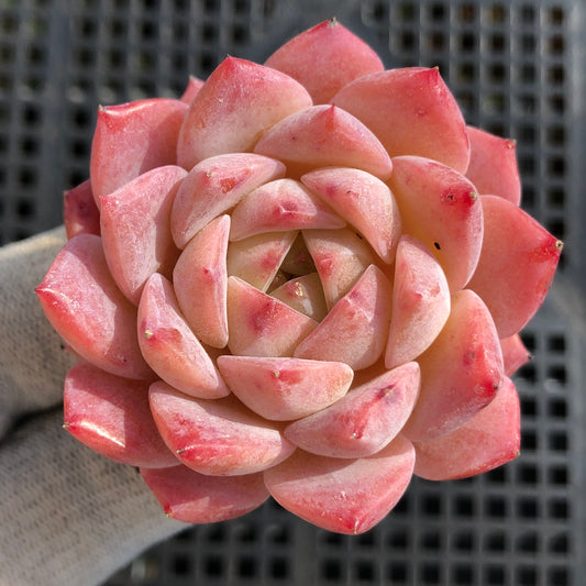 エケベリア 21545 ピンク　アイス 7cm pot