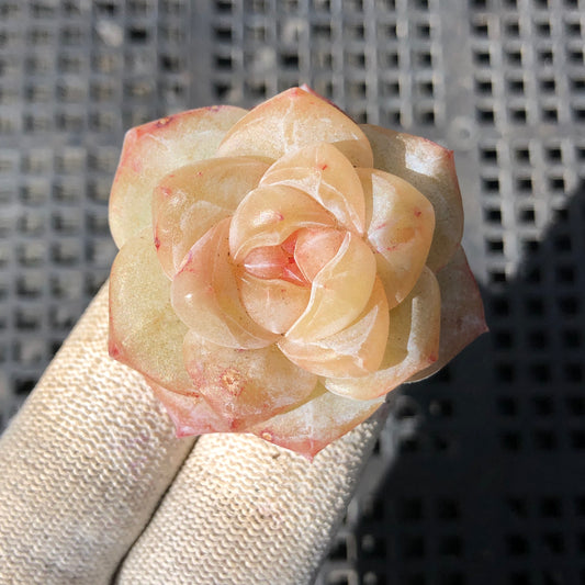 エケベリア 22715 パイン・フラワー 6.3cm pot