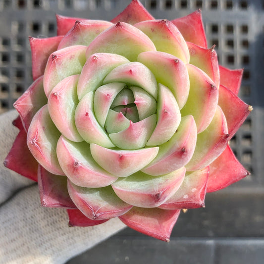 エケベリア 20586 レッド　アギャボイデズHyb 9cm pot