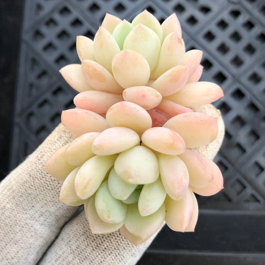 エケベリア 23811 マグノリア 7cm pot