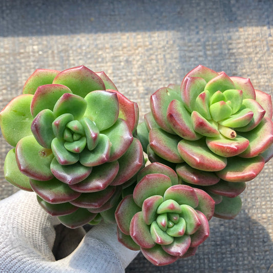 エケベリア 23921 サンシャイン　ローズHyb 9cm pot