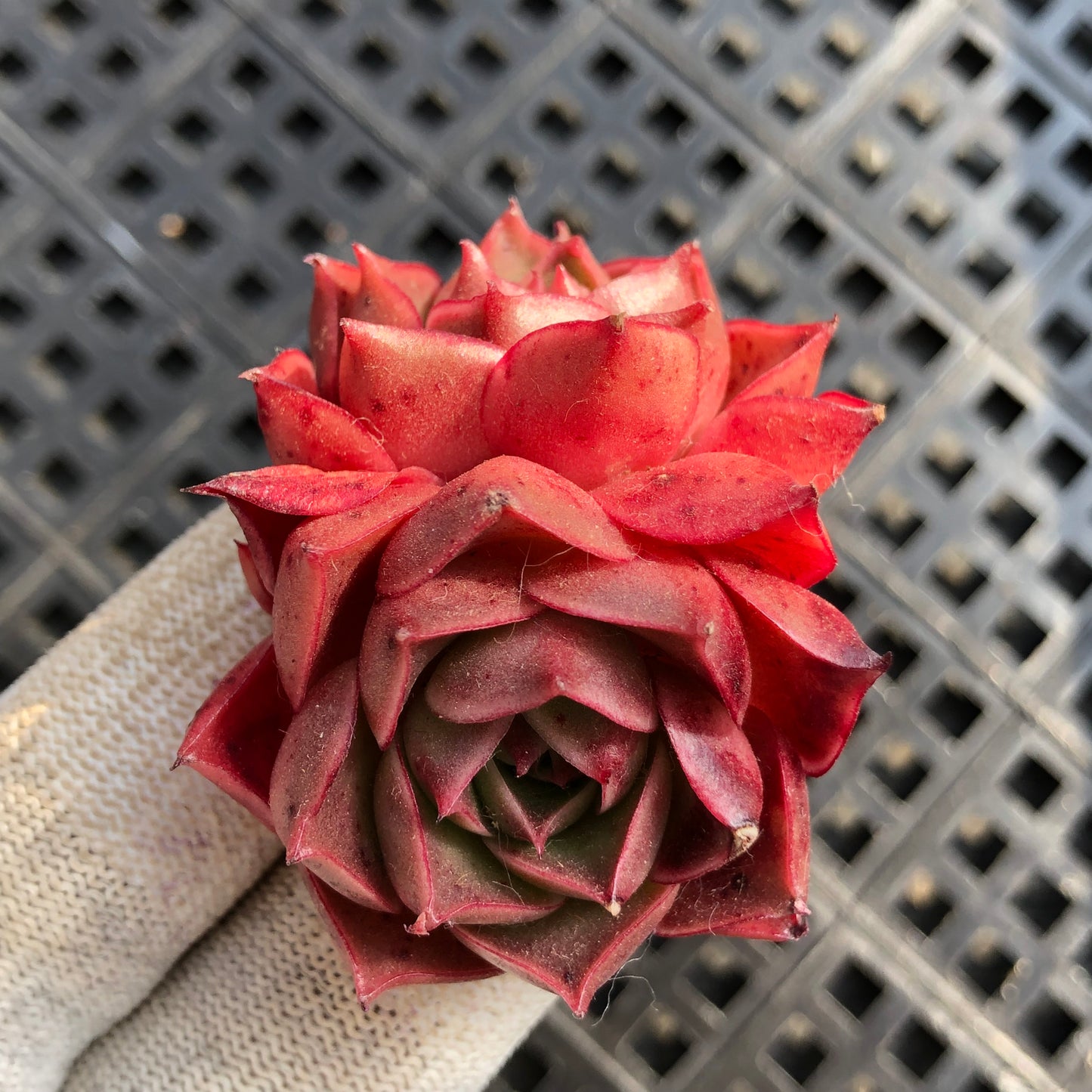 エケベリア 23729 ロンギシマーHyb 7cm pot