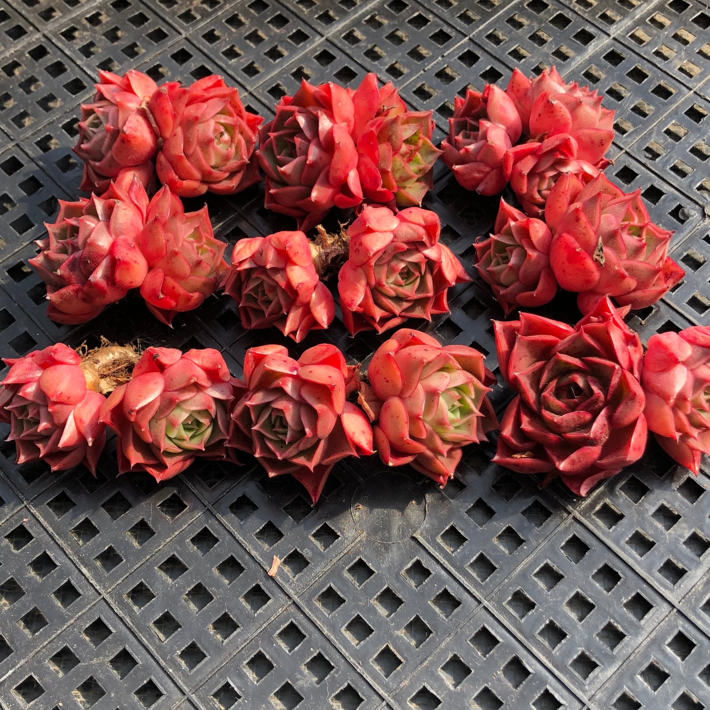 エケベリア 23729 ロンギシマーHyb 7cm pot