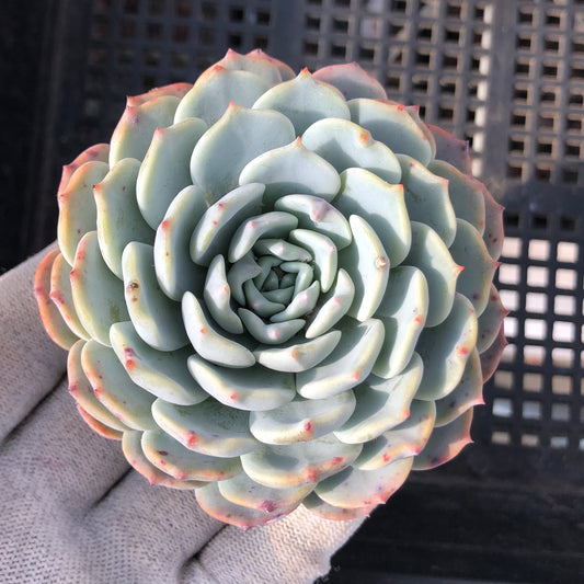 エケベリア 15531 ベゴニア 9cm pot