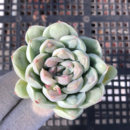 エケベリア 22800 アビー　ウォーター　ビードズ 9cm pot