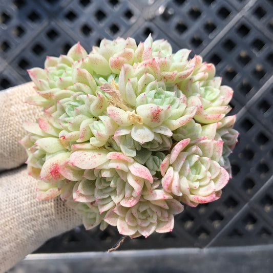 エケベリア 22862 マルギャンHyb 5.5cm pot