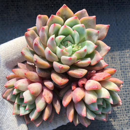 エケベリア 22504 ブラッド　スウォロー 9cm pot