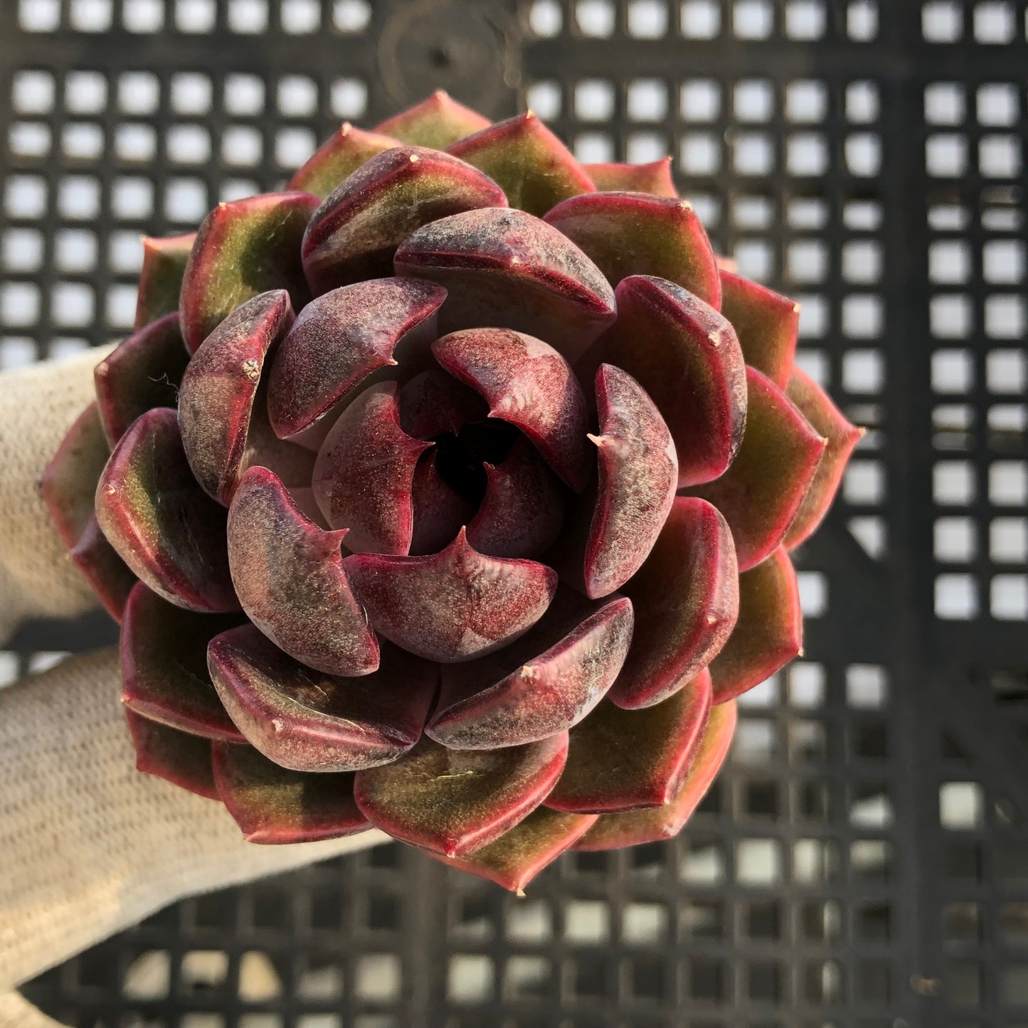 エケベリア 21792 チーズブルーベリー 7cm pot