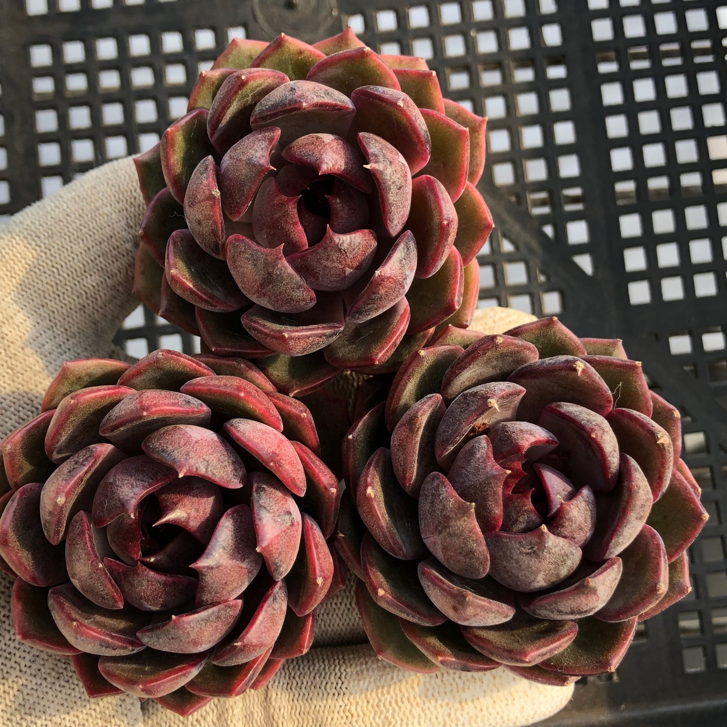 エケベリア 21792 チーズブルーベリー 7cm pot