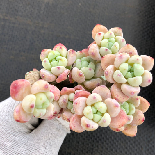 エケベリア 23788 クラバツム 7cm pot