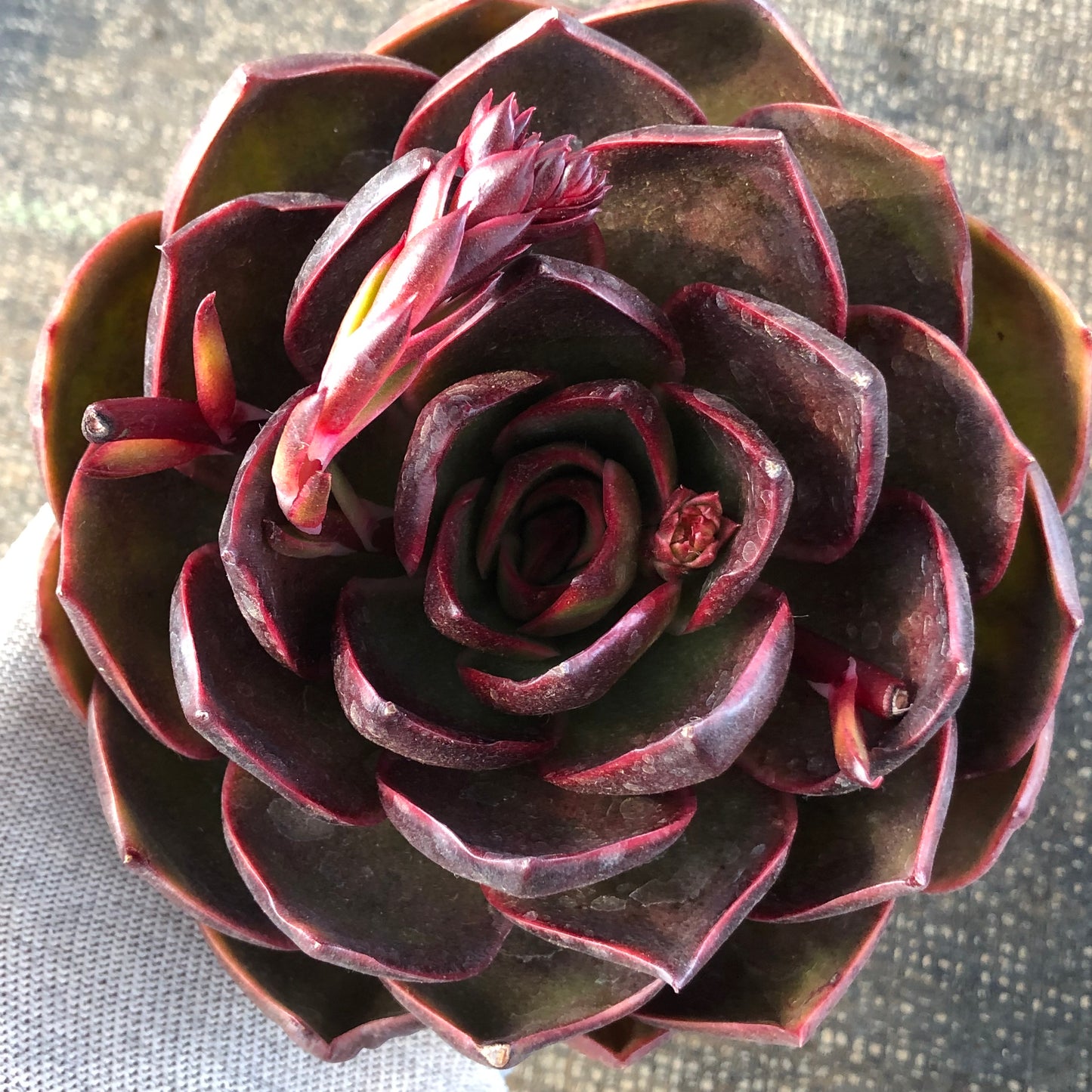 エケベリア 21956 トラフィックライト 16cm pot