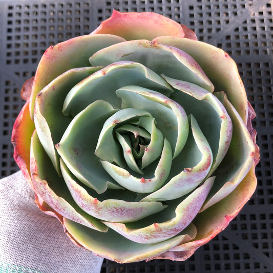 エケベリア 23389 ダ・ヴィンチ 12cm pot