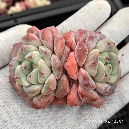 エケベリア 22533アイスドール 7cm pot