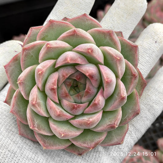 エケベリア 2626クイーンオブピーチ 7cm pot