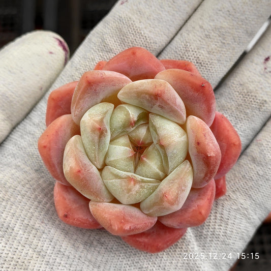 エケベリア 18355 ローンリー　ハート Hyb 7cm pot