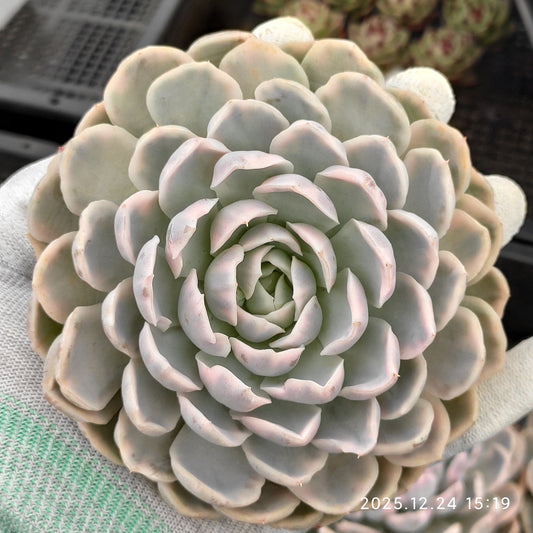 エケベリア 22320 スノーボール 錦 9cm pot