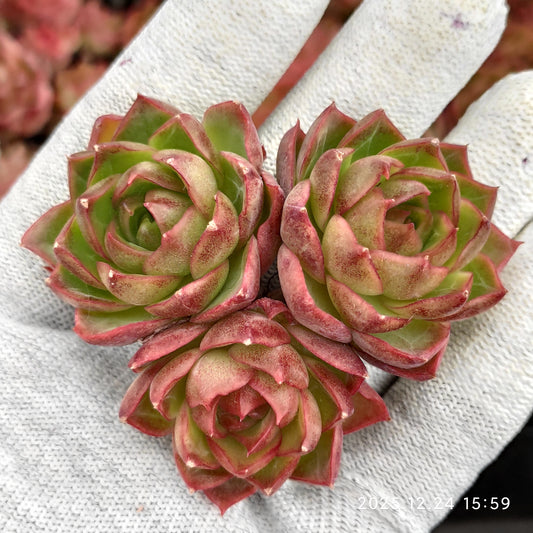 エケベリア 22205 ブルー・ムーン 7cm pot