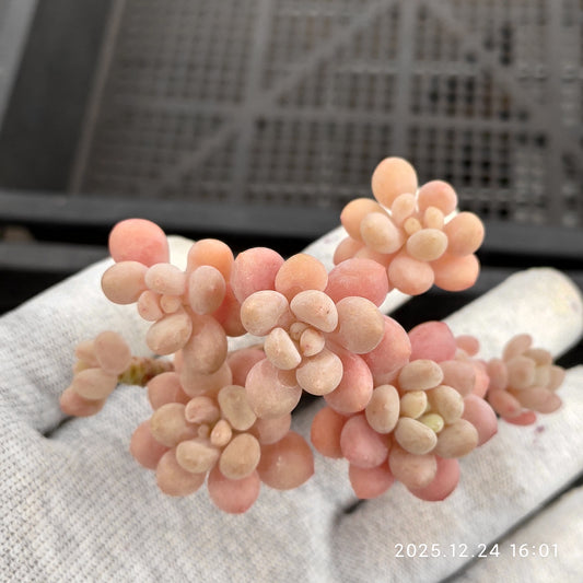 エケベリア 22008 ロココ 7cm pot