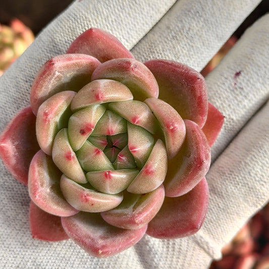 エケベリア 21899 バギオ 5.5cm pot