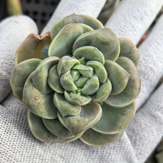 エケベリア 17571 ラブリー　ローズ　ドロプス 9cm pot