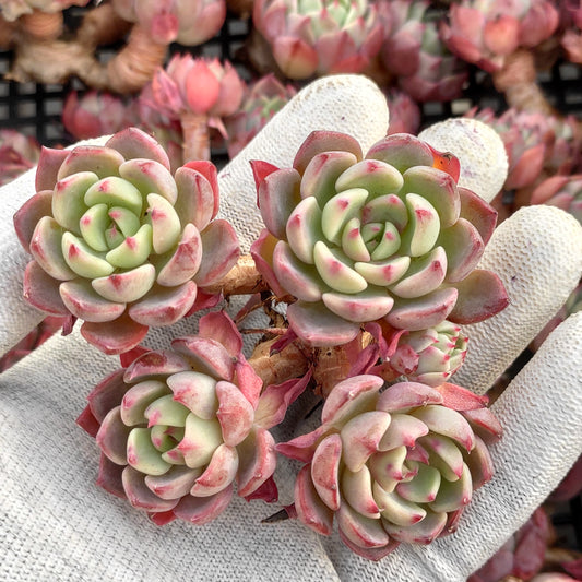 エケベリア 18295 ナナウクミニ 9cm pot