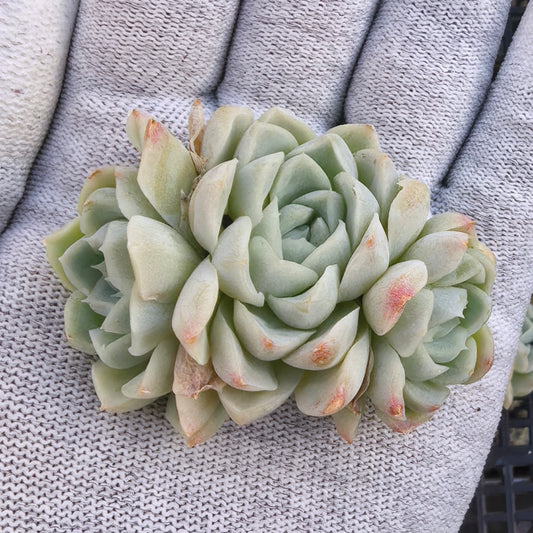 エケベリア 21107 ヒューミリス 5.5cm pot