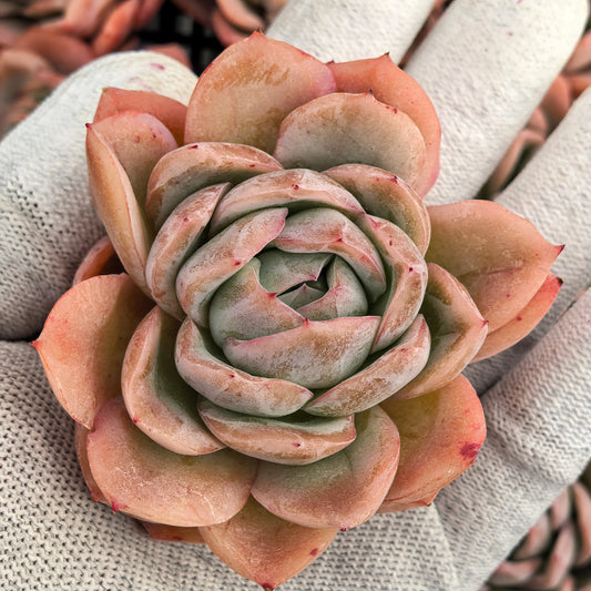 エケベリア 21856 ラブシクネス 9cm pot