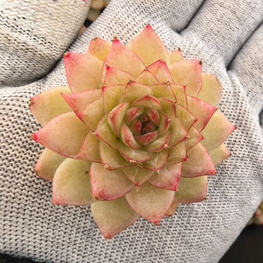 エケベリア 16198 エメラルド 5.5cm pot