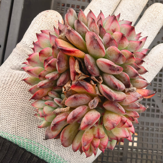 エケベリア 22855 マーセル 9cm pot