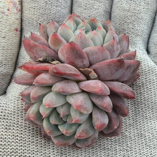 エケベリア 2646 ドリームスーツ 5.5cm pot