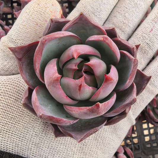 エケベリア 11859 カシオ 9cm pot