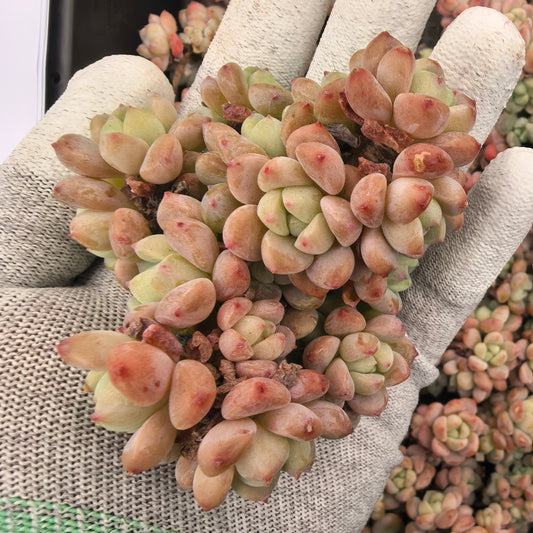 エケベリア 21633 センボンザカーラー 9cm pot